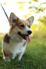 cute welsh corgi enjoying a walk in the park at sunset