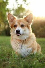 cute welsh corgi enjoying a walk in the park at sunset