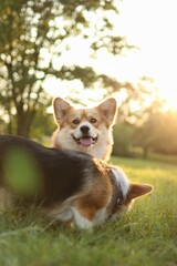 cute welsh corgi enjoying a walk in the park at sunset