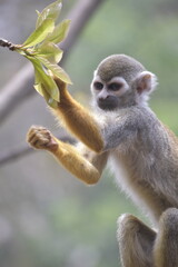Close up Squirrel monkeys are New World monkeys of the genus Saimiri. Common Squirrel Monkey (Saimiri sciureus) live in the tropical forests.