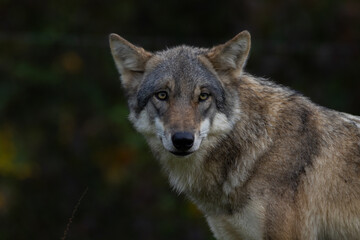 Fototapeta premium European wolf standing on a rock covered with green moss looking to the camera, blurred rocks and tree in the background, low angle, germany.