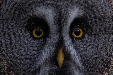 Closeup of Great gray owl (Strix nebulosa) in wild. A great grey owl captured with intense yellow eyes and detailed plumage against a forest background.