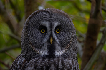 Closeup of Great gray owl (Strix nebulosa) in wild. A great grey owl captured with intense yellow eyes and detailed plumage against a forest background.