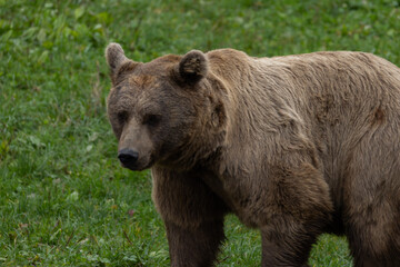 Fototapeta premium European brown bear in forest at summer. Portrait brown bear in the forest up close. Wildlife scene from spring nature. Wild animal in the natural habitat. Roar.