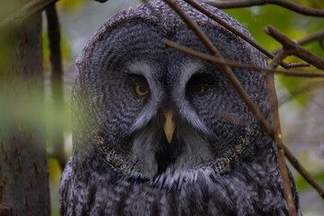 Closeup of Great gray owl (Strix nebulosa) in wild. A great grey owl captured with intense yellow eyes and detailed plumage against a forest background.