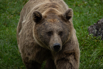 European brown bear in forest at summer. Portrait brown bear in the forest up close. Wildlife scene from spring nature. Wild animal in the natural habitat. Roar.