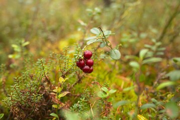 Red berries on a bush in the autumn forest