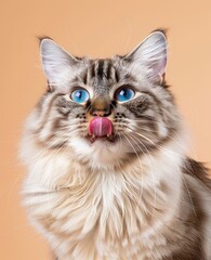 Fluffy cat licking lips