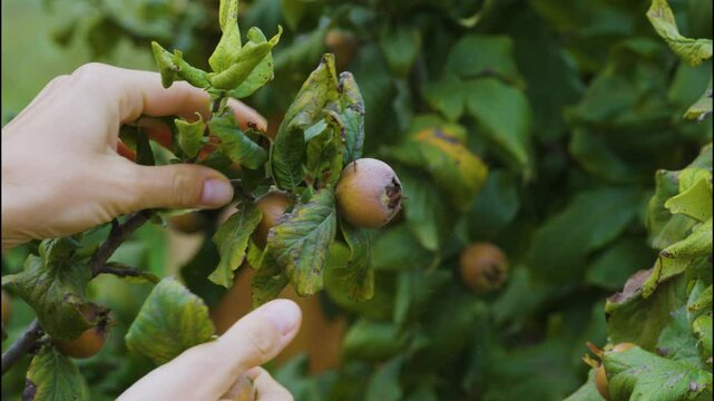 Girls hands picking medlars