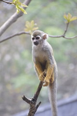 Close up Squirrel monkeys are New World monkeys of the genus Saimiri. Common Squirrel Monkey (Saimiri sciureus) live in the tropical forests.