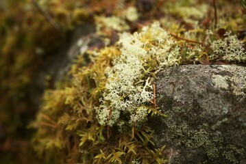 Wild moss on the rock in the autumn forest
