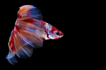 Fototapeta premium The moving moment beautiful of betta fish on black background