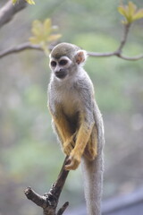 Obraz premium Close up Squirrel monkeys are New World monkeys of the genus Saimiri. Common Squirrel Monkey (Saimiri sciureus) live in the tropical forests.