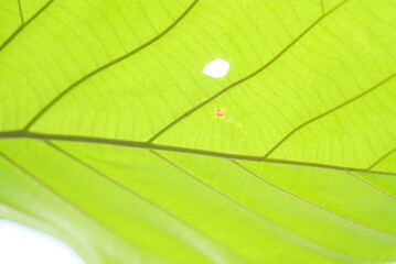 Teak leaves - Close up detail of teak leaves, Fresh teak leaves on the tree