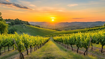 133. A peaceful sunset over a vineyard, with rows of grapevines stretching into the distance