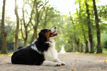 portrait of Australian shepherd in forest at sunset