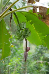 Banana flower - The teardrop-shaped purple flower at the end of the banana fruit cluster in a banana tree is called as banana heart.