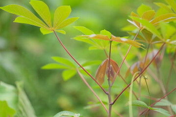Cassava leaves - Close up detail of cassava leaves. Cassava leaves on blur background
