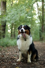portrait of Australian shepherd in forest at sunset