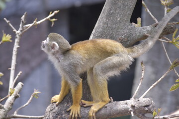 Obraz premium Close up Squirrel monkeys are New World monkeys of the genus Saimiri. Common Squirrel Monkey (Saimiri sciureus) live in the tropical forests.