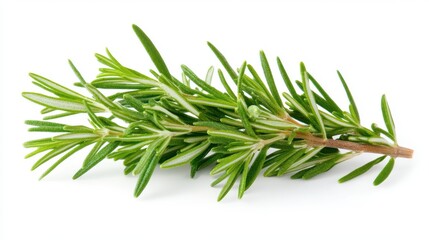 Fototapeta premium Fresh Sprig of Vibrant Green Rosemary