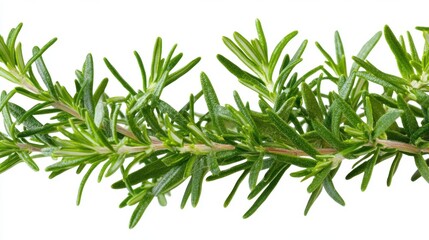 Obraz premium Fresh Rosemary Sprig on White Background