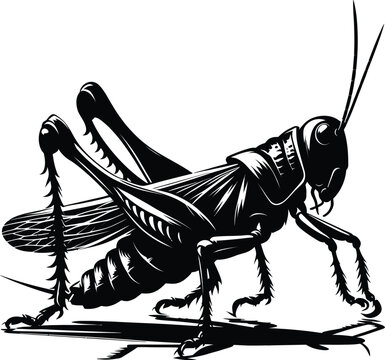 black grasshopper insect detailed side view clip art preview