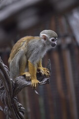 Close up Squirrel monkeys are New World monkeys of the genus Saimiri. Common Squirrel Monkey (Saimiri sciureus) live in the tropical forests.