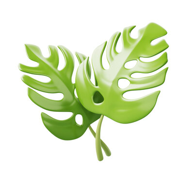 Tropical green monstera leaves 3d render png icon. Exotic plant branches, evergreen liana foliage or philodendron isolated on transparent background. Summer decorative design element. 3D illustration