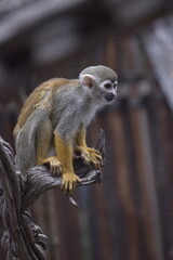 Close up Squirrel monkeys are New World monkeys of the genus Saimiri. Common Squirrel Monkey (Saimiri sciureus) live in the tropical forests.
