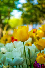 Yellow tulips blooming in the garden on blurry yellow tulips flowers background. Spring or holiday concept. International Women's Day.