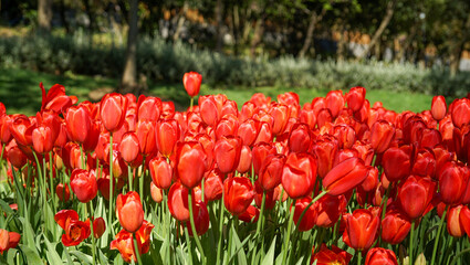 Group of red tulips in the park. Traditional Tulip Festival in Istanbul.