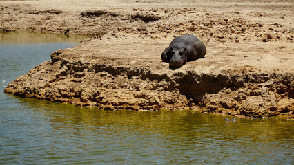 Animal, wildlife and hippo by water in safari for conservation, environment and nature. Grassland, natural habitat and herbivore for tourism, adventure and biodiversity in national park in savannah