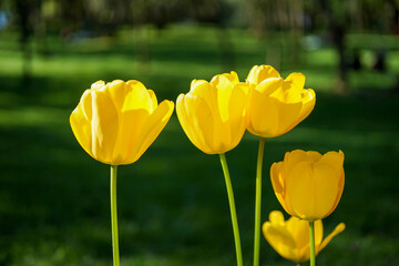 Yellow tulips blooming with a sunny green garden background.