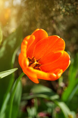 View of an orange tulip in the garden on a sunny day.