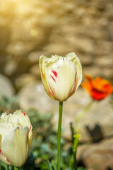 Close-up view of a white tulip in the garden on a sunny day.