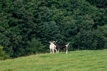 Obraz premium 한국의 태백