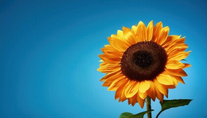 Obraz premium Close-Up of a Radiant Sunflower in Full Bloom with Detailed Yellow Petals and Textured Center Against a Clear Blue Sky. Ideal for Nature, Summer, and Agricultural Themed Visuals or Background Design