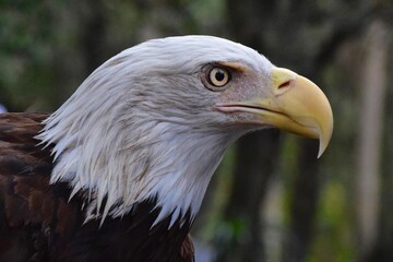 bald eagle bird portrait iconic symbol