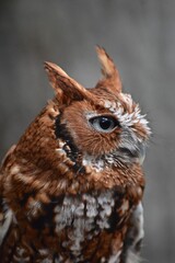 rufus screech owl bird close up