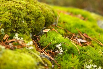 Single mushroom on a soft moss forest floor