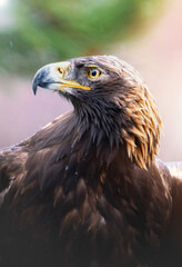 Aigle royal