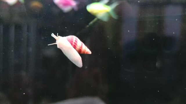 Anentome helena snail in the aquarium