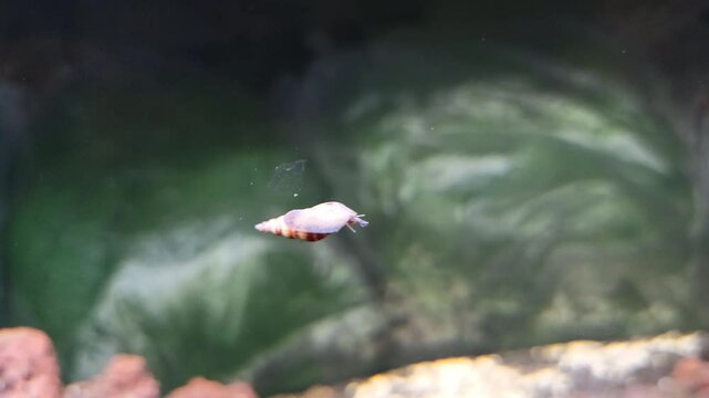 Anentome helena snail in the aquarium