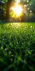 Naklejka premium A close-up view of vibrant green grass glistening with morning dew as sunlight filters through trees, creating a warm and inviting atmosphere.