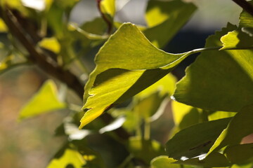 ginkgo biloba autumn leaves close up
