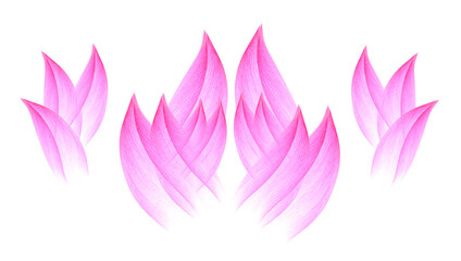 lotus isolated on white background.