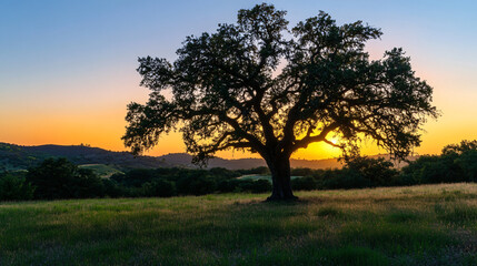 A rustic landscape with an old oak tree at sunset, providing a beautiful silhouette against the sky.