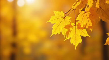 Obraz premium Bright Autumn Maple Leaves on Golden Background - Perfect for Seasonal Fall Imagery
