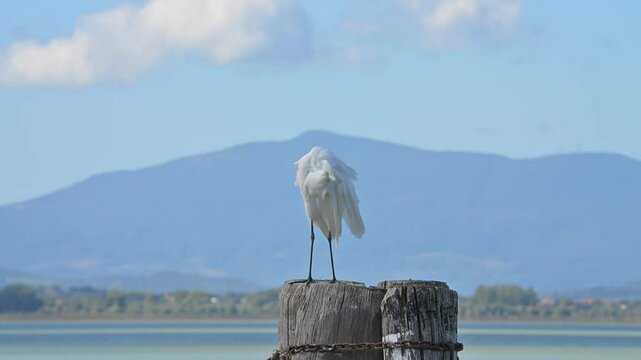 Airone Bianco Maggiore (Ardea Alba) appollaiato su un palo in riva al lago